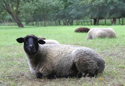 Schafe im Landkreis Oberhavel
