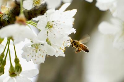 Kirschblüte mit Biene